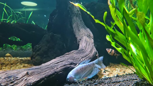 A vibrant blue gourami explores a naturalistic habitat featuring driftwood, green aquatic plants, and gravel substrate in a clean home aquarium environment.