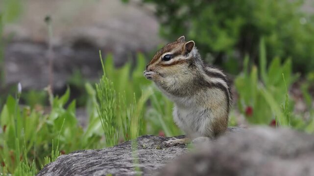 無心に食べ続けるエゾシマリス