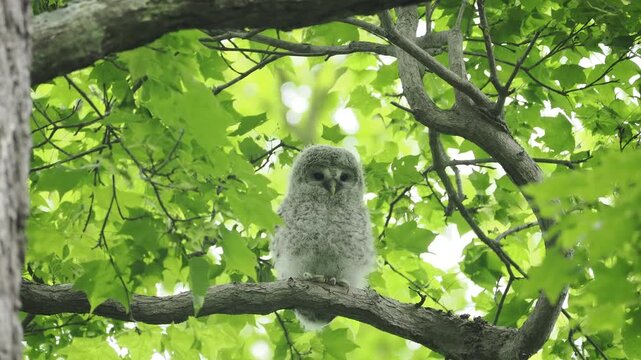 木の上で親を待つエゾフクロウの幼鳥