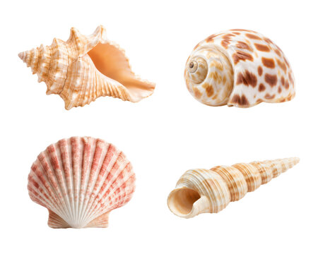 Collection of four assorted seashells isolated on a white background, featuring a conch shell, spotted moon shell, scallop shell, and auger shell. Clean studio composition showcasing natural marine 