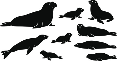 Marine Seals and Sea Lions Silhouette Set Featuring Elephant Seal Fur Seal Pup and Harbor Seal Vectors for Ocean Wildlife Designs © MdShagarAli