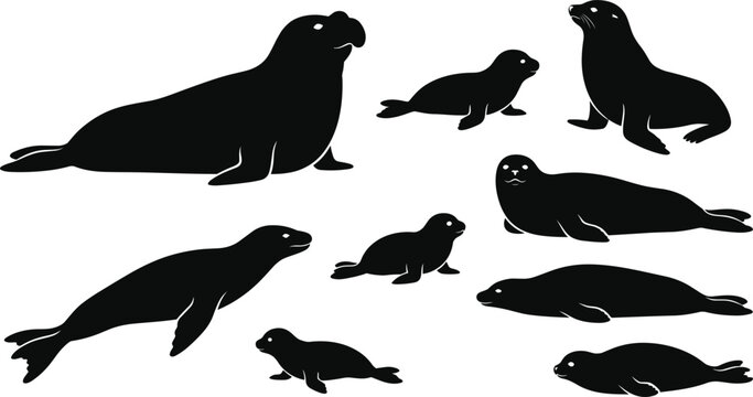 Marine Seals and Sea Lions Silhouette Set Featuring Elephant Seal Fur Seal Pup and Harbor Seal Vectors for Ocean Wildlife Designs