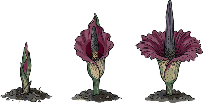 Titan Arum Corpse Flower Growth Stage Lifecycle Vector Illustration with Amorphophallus Titanum Sprout Blooming Inflorescence Spadix and Spathe Botanical Elements