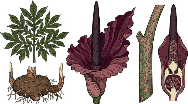 Titan Arum Corpse Flower Botanical Anatomy Diagram Set with Amorphophallus Titanum Inflorescence Leaf Structure Corm Bulb Stem Section and Internal Spadix Cross Section Vectors