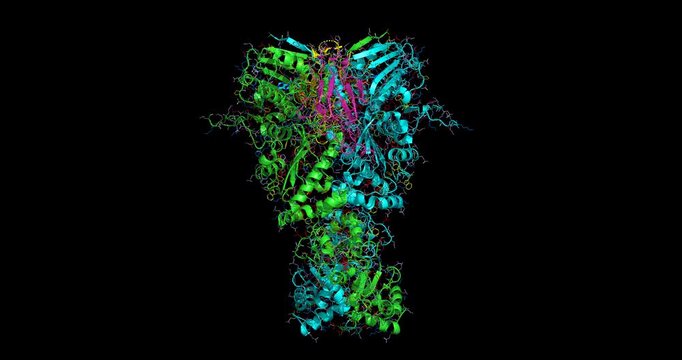 Hsp90-Sba1/p23 closed chaperone complex, 3D biological assembly 4K spinning