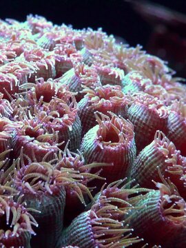 Coral of the genus Blastomussa (Blastomussa sp.), a type of large-polyped stony coral known for its vividly colored polyps.