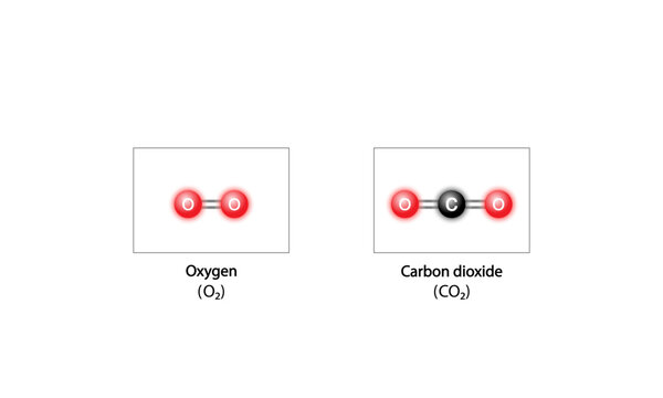 Oxygen Molecule and Carbon doxide molecule. Cellular respiraton. Scientific diagram. Vector illustration.