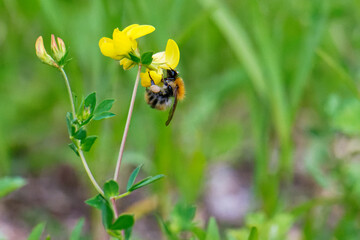 Ackerhummel an Hornklee © Karin Jähne