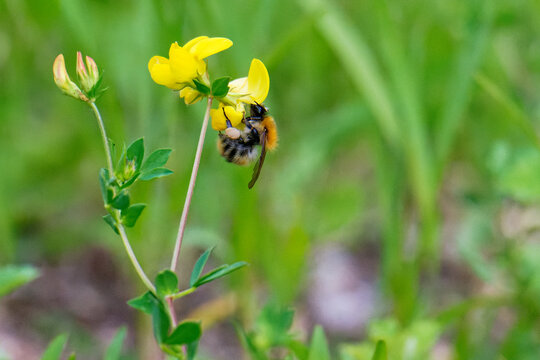 Ackerhummel an Hornklee