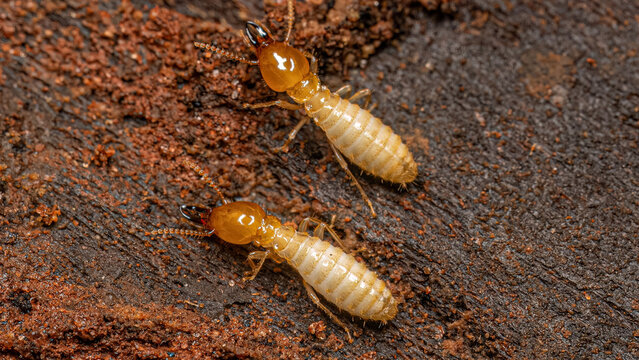 Termites Worker Close Up on Rotten Wood Soil