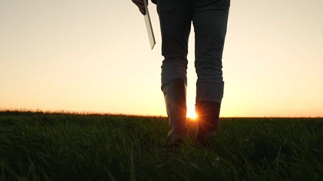 agricultural boots walk, business wheat field, farm field technology, farmer wheat technology, wheat crop business, technology wheat farm, farmer sunset walk, farm planning tablet, boots walking field