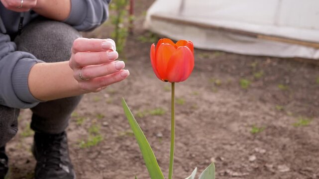 Woman hand gently touches the stem of a vibrant red tulip growing in a garden bed near a greenhouse. Concept of gardening, plant care, spring season, nature appreciation, and horticulture.