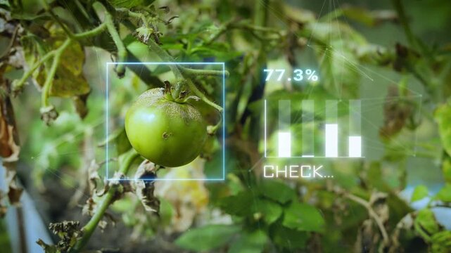 Organic tomatoes grow in smart farm greenhouse with AI monitoring, Farm agriculture AI technology