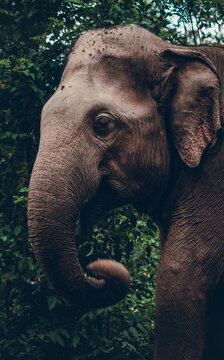 &eacute;l&eacute;phant profil