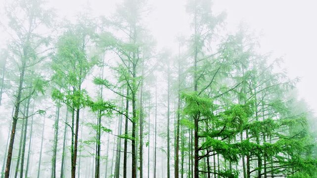 Larch forest emerging through morning mist in Hokkaido, Japan