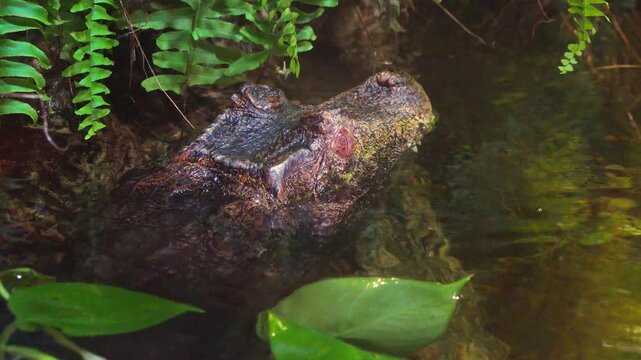 Dwarf crocodile (Osteolaemus tetraspis) in water among green aquatic vegetation inside a terrarium, known for its thick armored skin and relatively small body size.