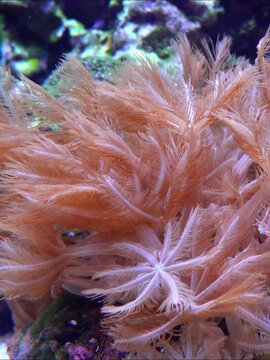 Feather-like polyps of soft corals belonging to the family Xeniidae and the genus Xenia.