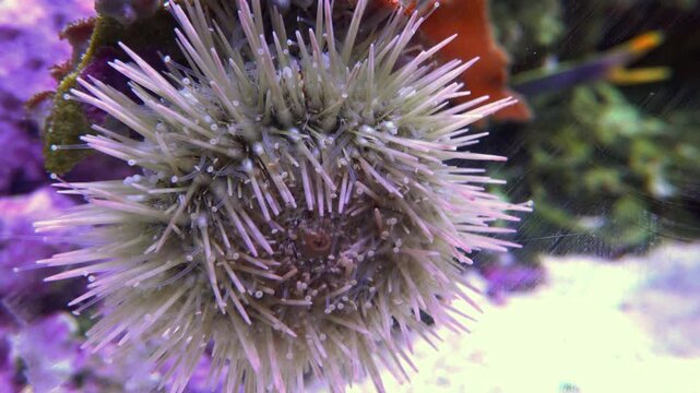 Needle-like or variegated sea urchin (Lytechinus variegatus).