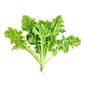 Mustard greens, photograph asset