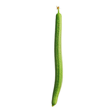 Snake gourd, photograph asset