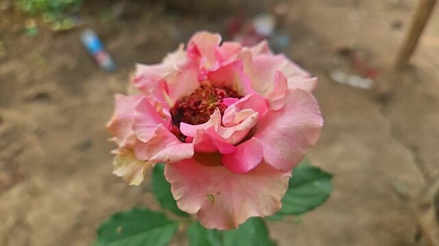 Blooming Pink Rose Flower Close Up in Garden, Beautiful Fresh Rose Blossom, Floral Background, Nature, Spring Garden, Romantic Flower, Macro 4K Stock Footage