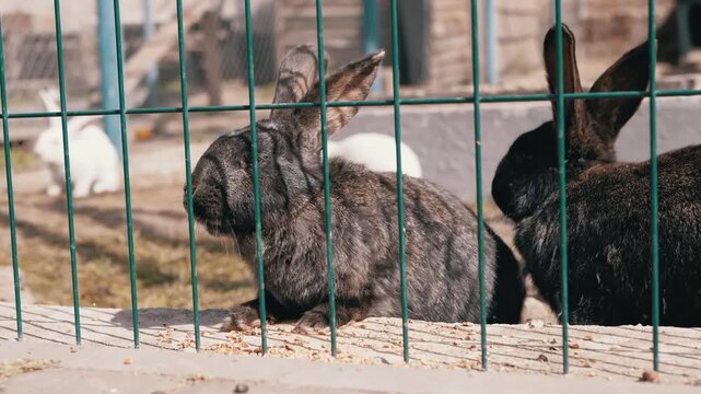 Two dark gray rabbits munch on scattered grain behind a green wire mesh fence while a white rabbit hops in the blurred background. Concept of animal welfare, farm life, and livestock.