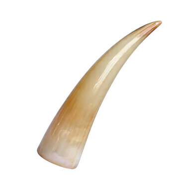 Cow horn, photograph asset