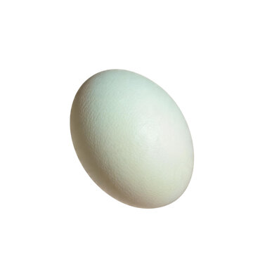 Duck egg, photograph asset