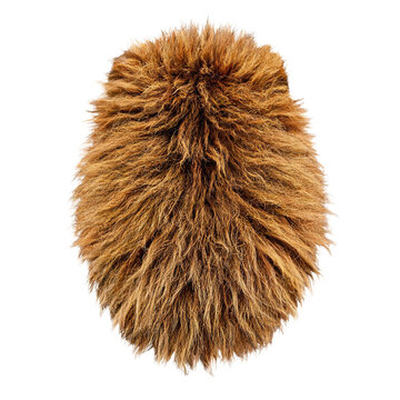 Lion mane, photograph asset