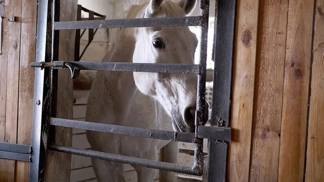 A white horse stands quietly behind a dark metal gate inside a rustic wooden barn stall. Concept of traditional animal husbandry, equestrian lifestyle, and rural farming routines.