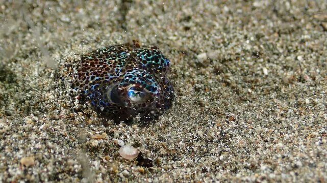 Hawaiian Bobtail Squid Burying Into Sandy Seabed