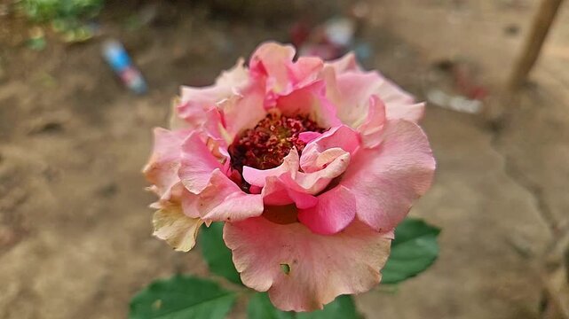 Blooming Pink Rose Flower Close Up in Garden, Beautiful Fresh Rose Blossom, Floral Background, Nature, Spring Garden, Romantic Flower, Macro 4K Stock Footage