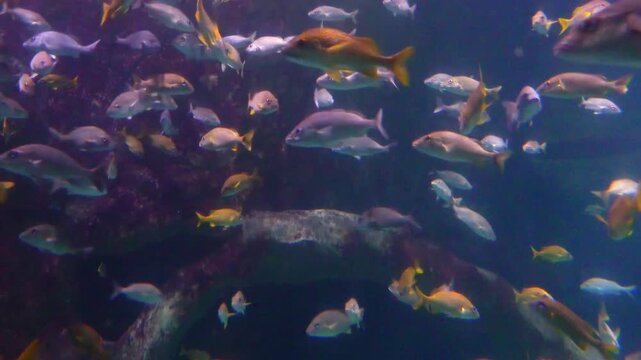 Large aggregation of marine reef fish in a large aquarium, typically found in reef habitats