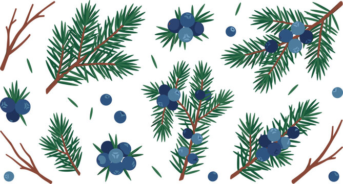 Juniper Berry and Spruce Branch Vector Element Set with Conifer Twigs Blue Berries and Evergreen Foliage for Christmas Greeting Cards and Winter Seasonal Designs