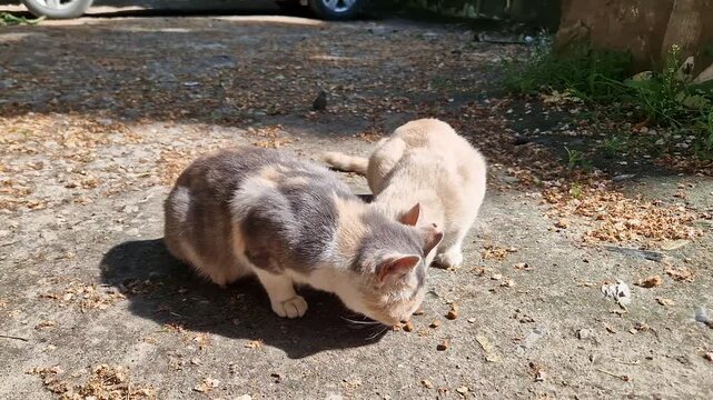 Two stray cats with calico and cream fur patterns eat dry kibble on a sunny paved surface scattered with debris. Concept of animal welfare, street cat feeding, pet care, and rescue work.