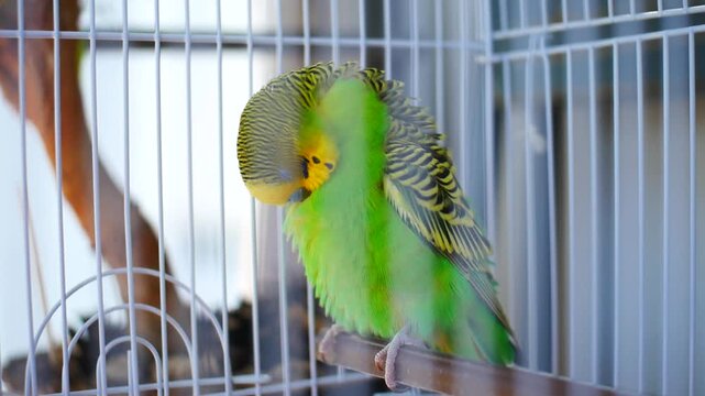 Close-up of a green and yellow male budgie parakeet with a blue cere sitting on a perch inside a cage and preening the feathers