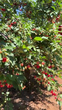 Vertical cinematic shot moving through a cherry orchard as branches and trees sway in strong wind. Natural farming landscape, harvest season, agriculture and rural life in Israel
