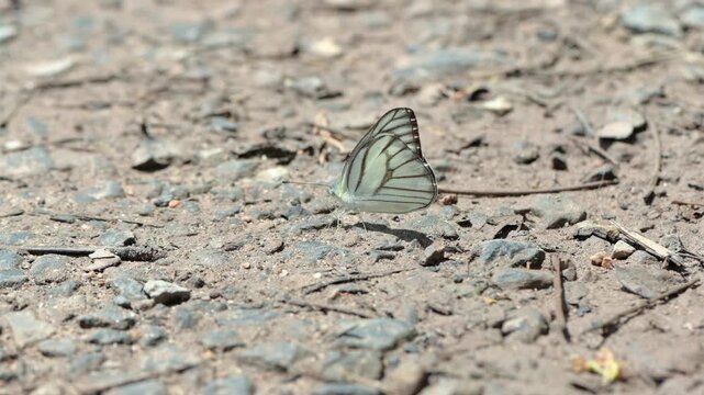 Medium Shot of Common Pierrot Butterfly Perching on Clear Gravel Ground with Sunlight
