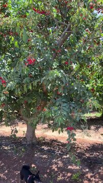 Vertical cinematic shot moving through a cherry orchard as branches and trees sway in strong wind. Natural farming landscape, harvest season, agriculture and rural life in Israel
