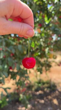 Close up of fresh cherry fruit rotating on stem in fingers during harvest season in Israeli cherry orchard