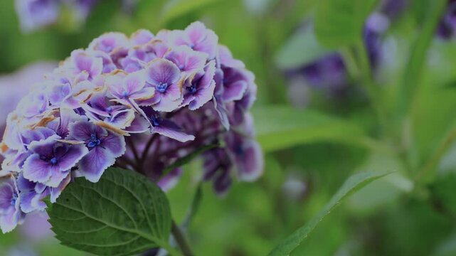 Hydrangea Blooming &ndash; Dark Tone Zoom Out Motion in 4K (No Audio)