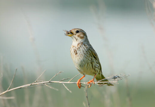 A Corn Bunting (Emberiza calandra) perches on a dry twig, holding a caught beetle insect in its bill against a smooth green backdrop.