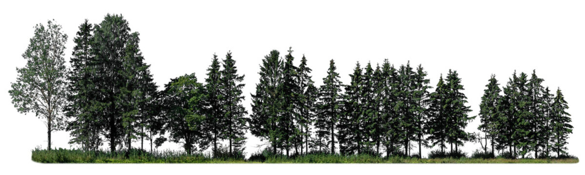 Large group of different trees isolated on transparent and white background