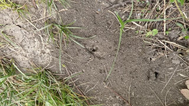 Small black ants Lasius niger group gathering at dirt nest entrance on ground, wide shot, soft light. Swarm intelligence and bionics.