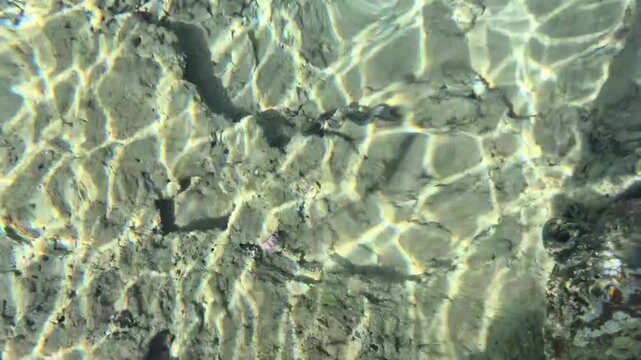 Tridacna maxima,small giant clam on the seabed of the Red Sea in Sharm El Sheikh&mdash;ribbed, with clear water.