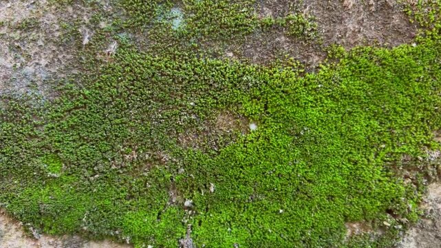 Green Moss Growing on Weathered Stone Wall Texture