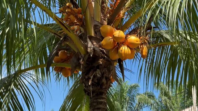 Tropical palm tree with ripe yellow coconuts and blue sky