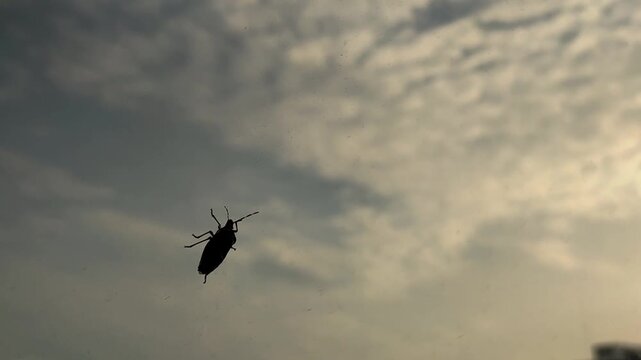 Silhouette of a stink bug crawling down a dirty window