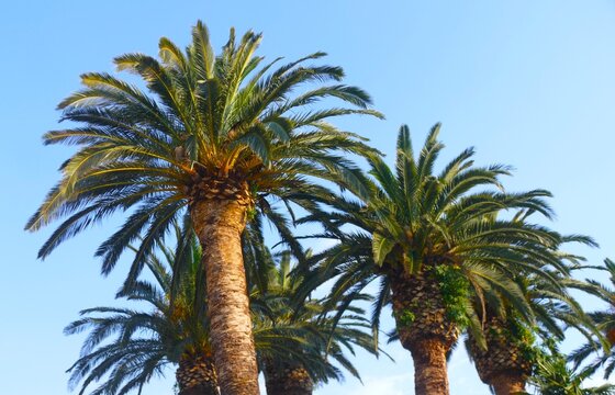 Tropical palms high in the sky in mediterranean city, exotic destination background