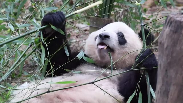Giant Panda , Qi Yi , Lying Down While Happily Chomping on Bamboo Stalks